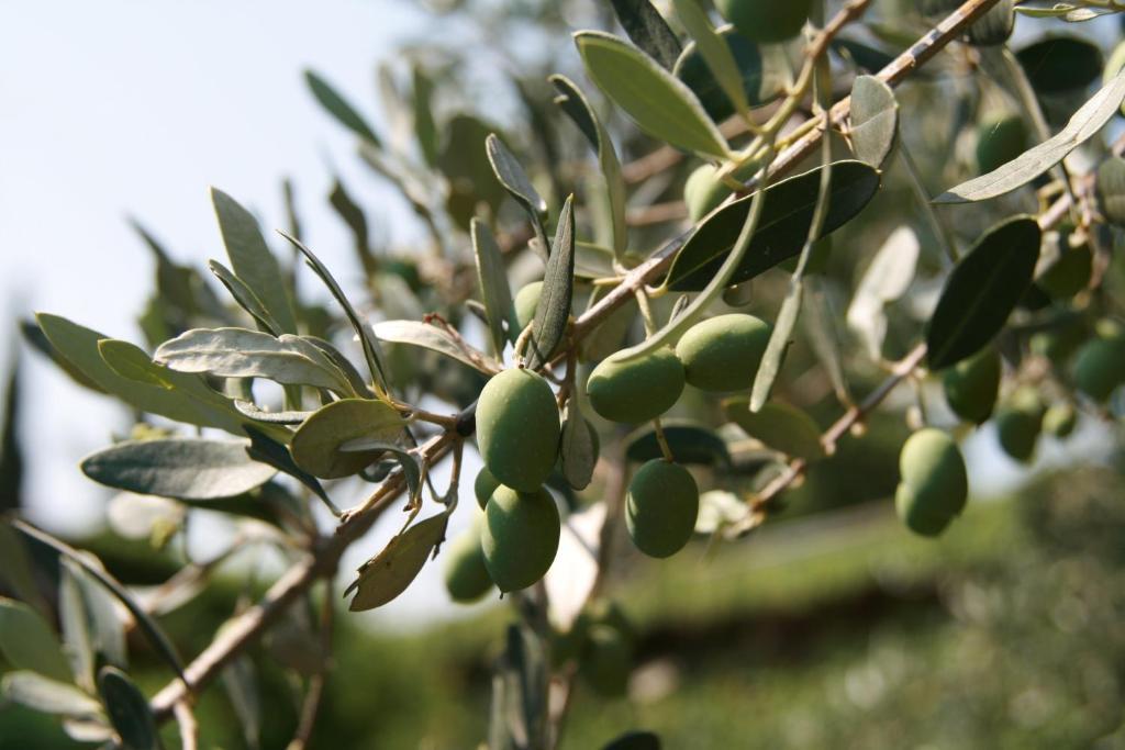Agriturismo Corte Marzago Salionze المظهر الخارجي الصورة